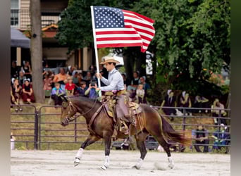 American Quarter Horse, Mare, 3 years, 14.3 hh, Bay