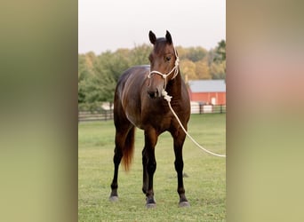 American Quarter Horse, Mare, 3 years, 14.3 hh, Bay