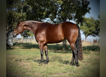 American Quarter Horse, Stute, 3 Jahre, 14,3 hh, Rotbrauner