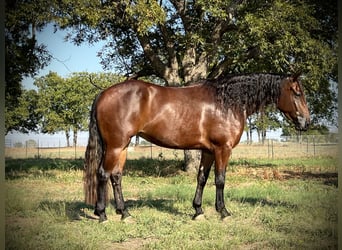 American Quarter Horse, Stute, 3 Jahre, 14,3 hh, Rotbrauner