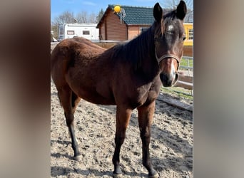 American Quarter Horse, Mare, 3 years, 14.3 hh, Brown