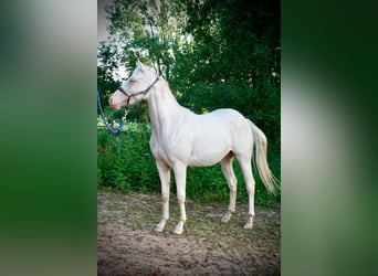 American Quarter Horse, Mare, 3 years, 14.3 hh, Cremello