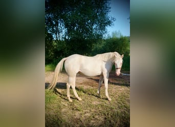 American Quarter Horse, Mare, 3 years, 14.3 hh, Cremello