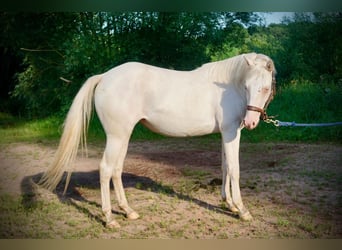 American Quarter Horse, Mare, 3 years, 14.3 hh, Cremello