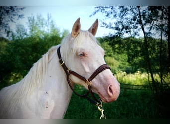 American Quarter Horse, Mare, 3 years, 14.3 hh, Cremello