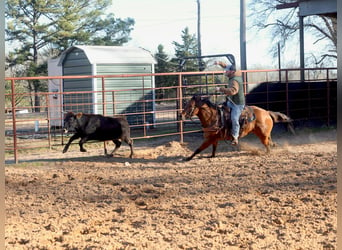 American Quarter Horse, Mare, 3 years, 14,3 hh, Dun