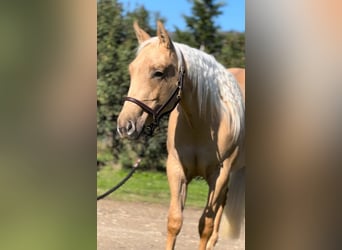 American Quarter Horse, Mare, 3 years, 14.3 hh, Palomino
