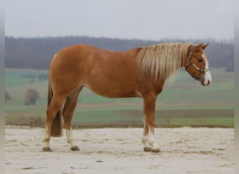 American Quarter Horse, Mare, 3 years, 14.3 hh, Red Dun