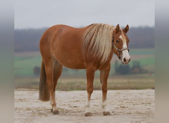 American Quarter Horse, Mare, 3 years, 14.3 hh, Red Dun