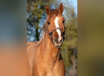 American Quarter Horse, Mare, 3 years, 14.3 hh, Red Dun