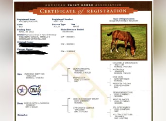 American Quarter Horse, Mare, 3 years, 14.3 hh