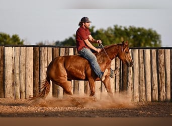 American Quarter Horse, Mare, 3 years, 14.3 hh, Sorrel