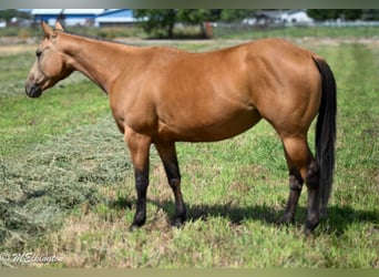 American Quarter Horse, Mare, 3 years, 14 hh, Buckskin