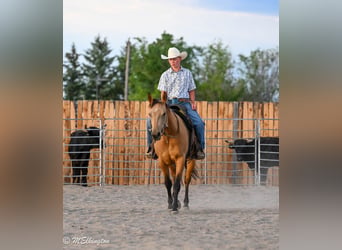 American Quarter Horse, Mare, 3 years, 14 hh, Buckskin
