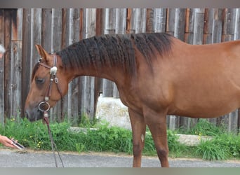 American Quarter Horse, Mare, 3 years, 14 hh, Chestnut