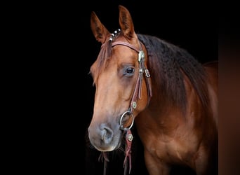 American Quarter Horse, Mare, 3 years, 14 hh, Chestnut