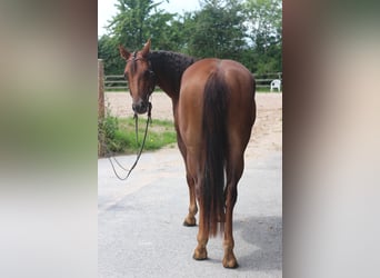American Quarter Horse, Mare, 3 years, 14 hh, Chestnut