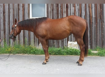 American Quarter Horse, Mare, 3 years, 14 hh, Chestnut