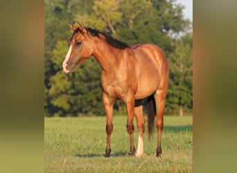 American Quarter Horse, Mare, 3 years, 14 hh, Dun