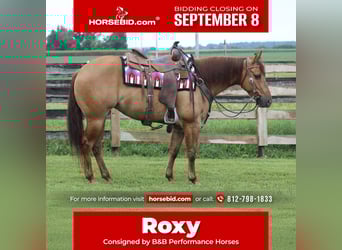 American Quarter Horse, Mare, 3 years, 14 hh, Red Dun