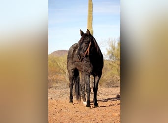 American Quarter Horse, Mare, 3 years, 14 hh, Roan-Blue