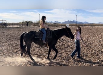 American Quarter Horse, Mare, 3 years, 14 hh, Roan-Blue