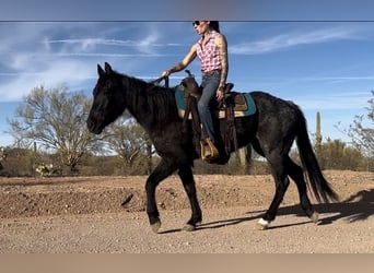 American Quarter Horse, Mare, 3 years, 14 hh, Roan-Blue