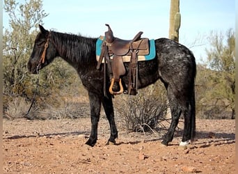 American Quarter Horse, Mare, 3 years, 14 hh, Roan-Blue