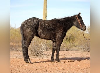 American Quarter Horse, Mare, 3 years, 14 hh, Roan-Blue