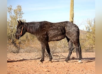 American Quarter Horse, Mare, 3 years, 14 hh, Roan-Blue