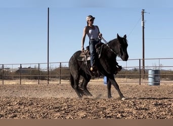 American Quarter Horse, Mare, 3 years, 14 hh, Roan-Blue