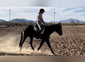 American Quarter Horse, Mare, 3 years, 14 hh, Roan-Blue