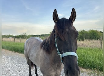American Quarter Horse, Mare, 3 years, 14 hh, Roan-Blue