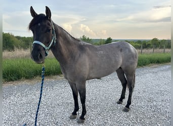 American Quarter Horse, Mare, 3 years, 14 hh, Roan-Blue