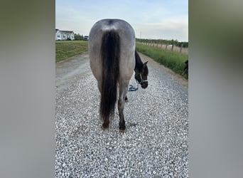 American Quarter Horse, Mare, 3 years, 14 hh, Roan-Blue