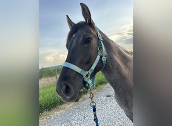 American Quarter Horse, Mare, 3 years, 14 hh, Roan-Blue