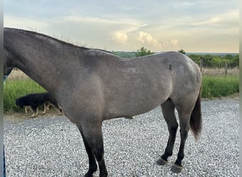 American Quarter Horse, Mare, 3 years, 14 hh, Roan-Blue