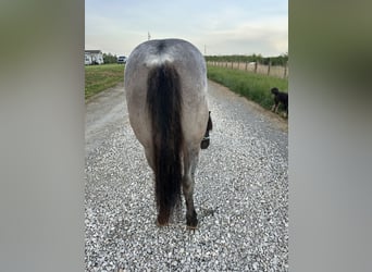 American Quarter Horse, Mare, 3 years, 14 hh, Roan-Blue