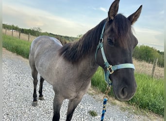 American Quarter Horse, Mare, 3 years, 14 hh, Roan-Blue