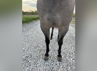 American Quarter Horse, Mare, 3 years, 14 hh, Roan-Blue