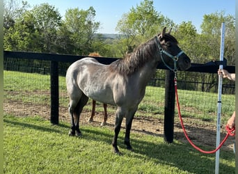 American Quarter Horse, Mare, 3 years, 14 hh, Roan-Blue