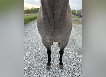 American Quarter Horse, Mare, 3 years, 14 hh, Roan-Blue
