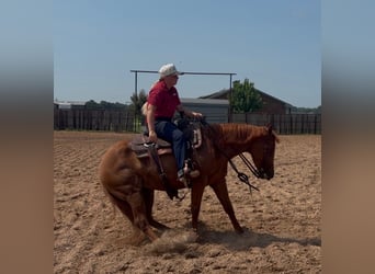 American Quarter Horse, Mare, 3 years, 14 hh, Sorrel