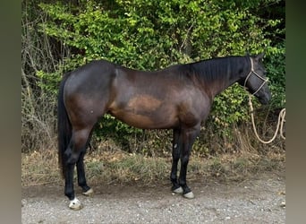 American Quarter Horse, Mare, 3 years, 14,1 hh, Black
