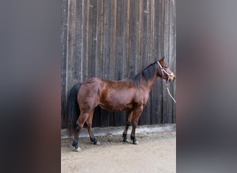 American Quarter Horse, Mare, 3 years, 14,1 hh, Brown