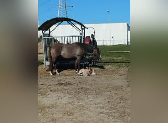 American Quarter Horse, Mare, 3 years, 14,1 hh, Grullo