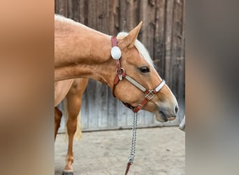 American Quarter Horse, Mare, 3 years, 14,1 hh, Palomino
