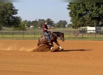 American Quarter Horse, Mare, 3 years, 14,2 hh, Bay