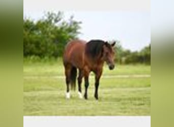 American Quarter Horse, Mare, 3 years, 14,2 hh, Bay