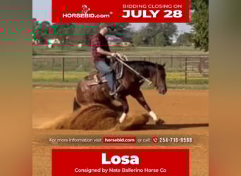 American Quarter Horse, Mare, 3 years, 14,2 hh, Bay